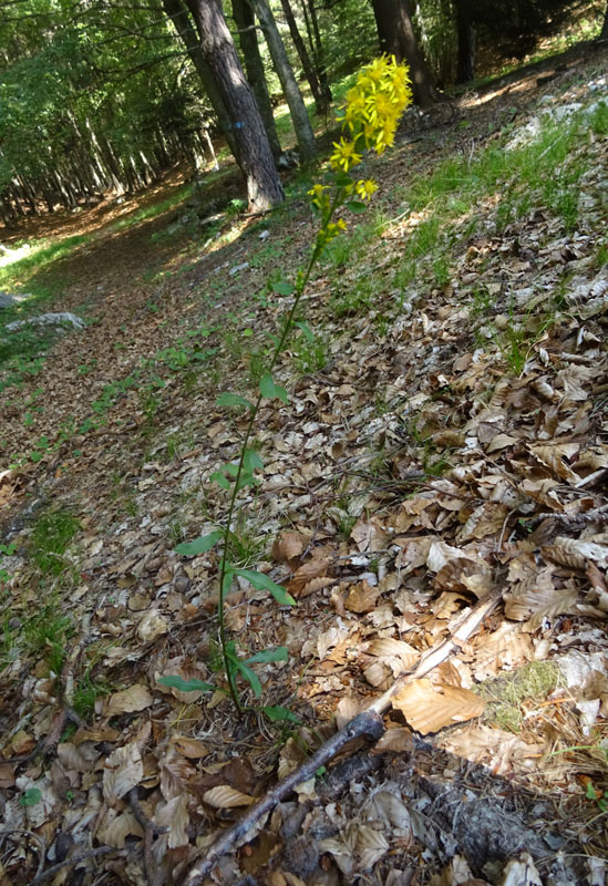 Solidago virgaurea - Asteraceae
